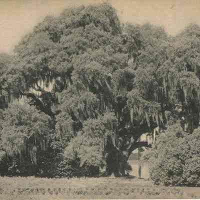 Oak Tree at Middleton Place