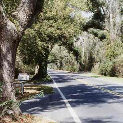 Johns Island Scenes