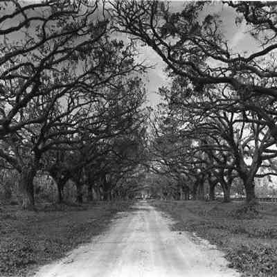 Boone Hall Plantation Oak Allee After Hurricane Hugo