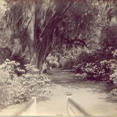Magnolia Gardens