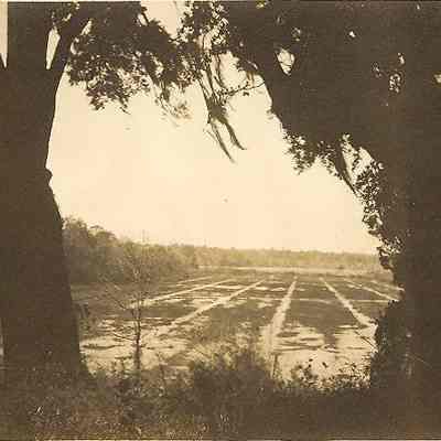 Rice Field, Mulberry Plantation