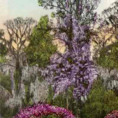 Magnolia Gardens