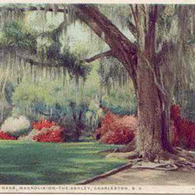 Under the Oaks, Magnolia-on-the-Ashley