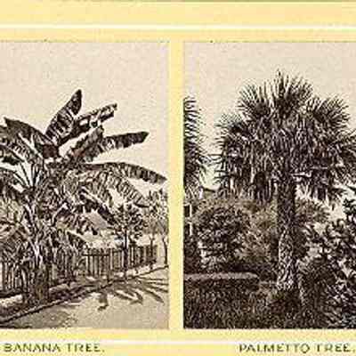 Banana Tree and Palmetto Tree