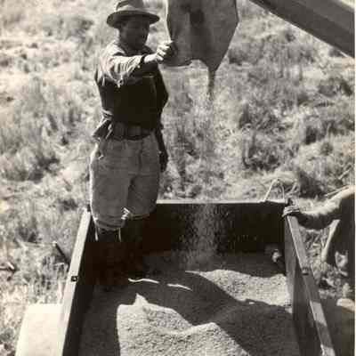 William Boggs Harvesting Grain at Jehossee