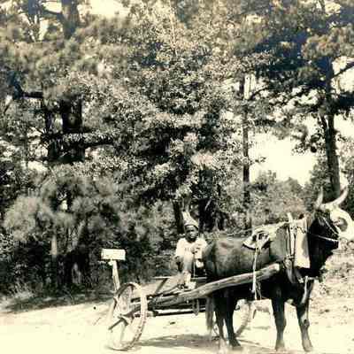 Boy in Cow-Driven Cart/Man Riding Cow
