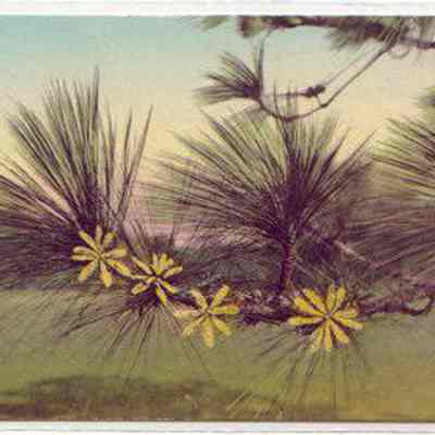 Blossom of Long Leaf Pine