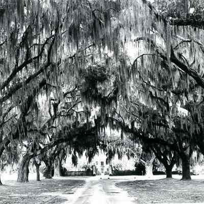 Boone Hall Plantation