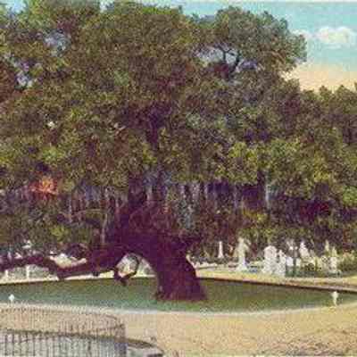 Old Oak Tree, Mangolia Cemetery, Charleston, S.C.