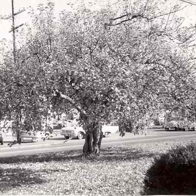 Historic apple tree, Chehalis