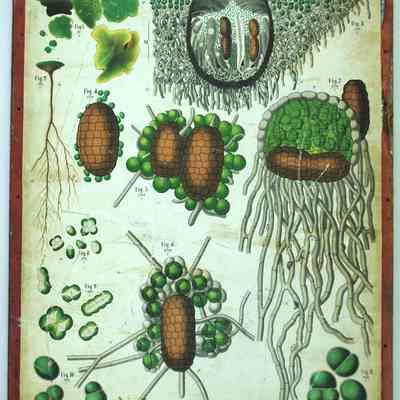 "Endocarpon Pusillum," Dodel-Port Atlas Poster