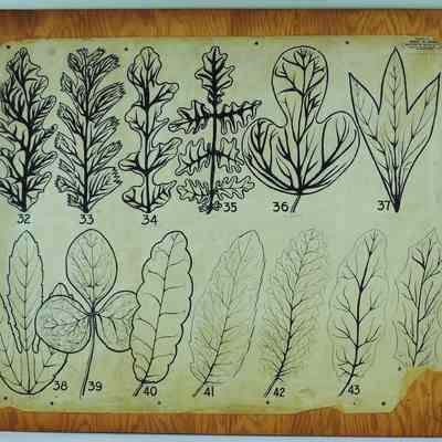 Thirteen Leaves (32-44) Botany Poster