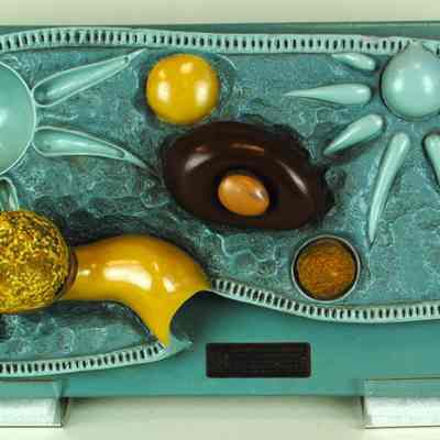 Paramecium Model