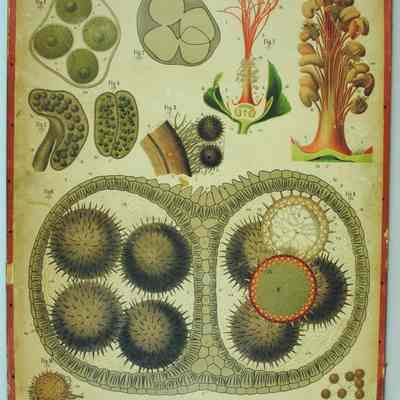 "Lavatera Trimestris," Dodel-Port Atlas Poster