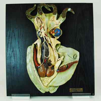 Vampire Squid Model, Nervous and Circulatory Systems