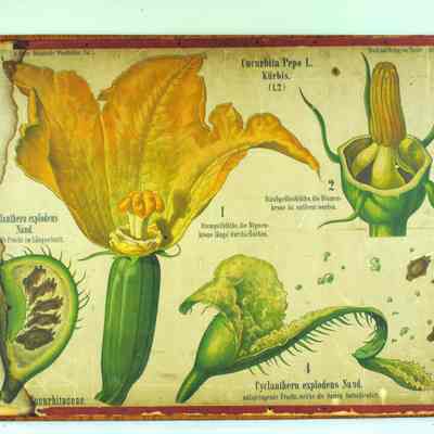 Cucurbita Pepo [Field Pumpkin]