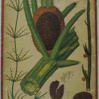 "Chara Fragilis A. Braun," Dodel-Port Atlas Poster