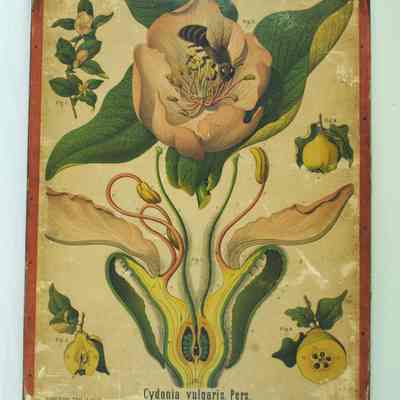 "Cydonia Vulgaris Pers.," Dodel-Port Atlas Poster