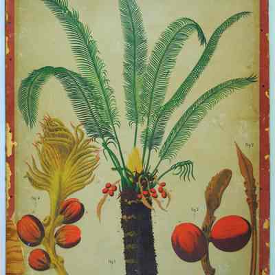 "Cycas Circinalis," Dodel-Port Atlas Poster