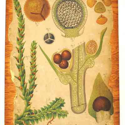 "Selaginella Helvetica Spr.," Dodel-Port Atlas Poster