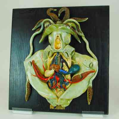 Vampire Squid Model, Respiratory and Circulatory Systems