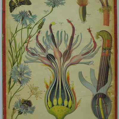 "Centaurea Cyanus," Dodel-Port Atlas Poster