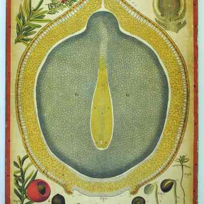 "Taxus Baccata," Dodel-Port Atlas Poster
