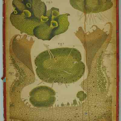 "Marchantia Polymorpha L.," Dodel-Port Atlas Poster