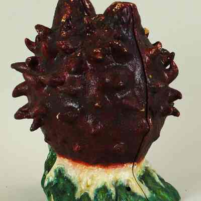Root Tip (Dicot) Model
