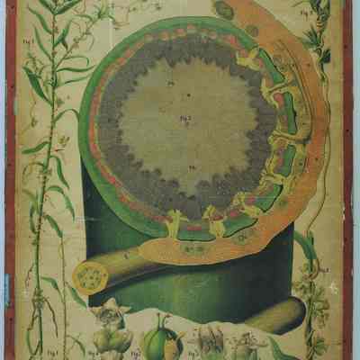 "Cuscuta Glomerata, Choisy," Dodel-Port Atlas Poster