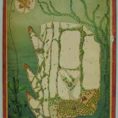 "Elodea Canadensis Caspar," Dodel-Port Atlas Poster