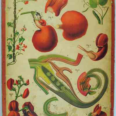"Phaseolus Coccineus," Dodel-Port Atlas Poster