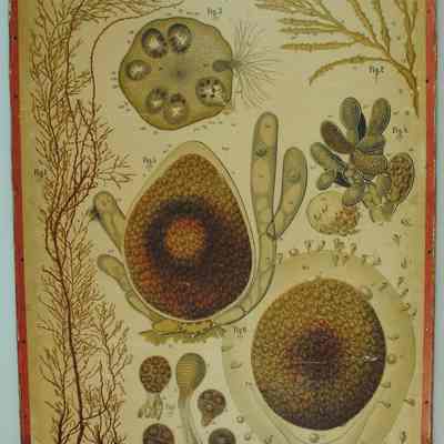 "Cystosira Barbata," Dodel-Port Atlas Poster