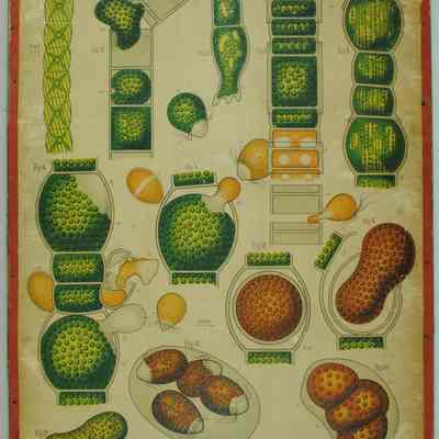 "Oedogonium Diplandrum," Dodel-Port Atlas Poster