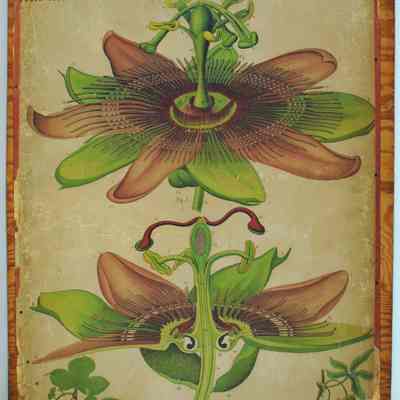 "Passiflora," Dodel-Port Atlas Poster