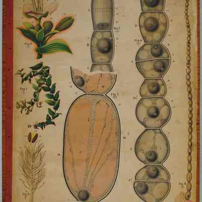 "Erythrotis Beddomei Hooker f.," Dodel-Port Atlas Poster