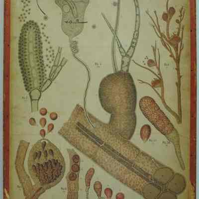 "Polysiphinia Subulata," Dodel-Port Atlas Poster