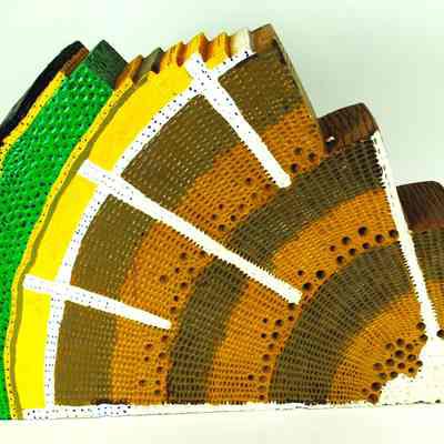 Dicot Cross-Section Model