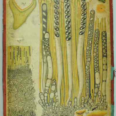 "Peziza," Dodel-Port Atlas Poster