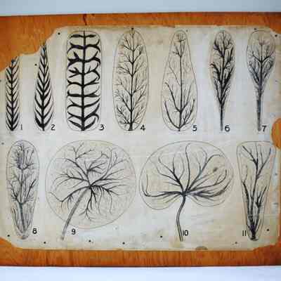 Eleven Leaves (1-11) Botany Poster