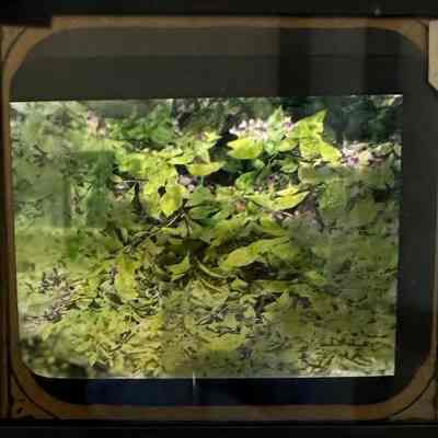 Group of Maisch's Lantern Slides