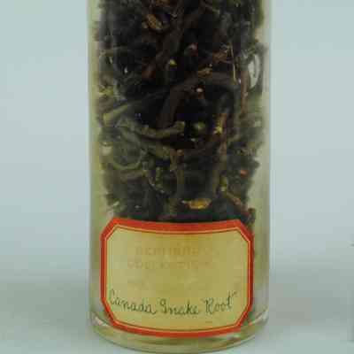 Canada Snake Root