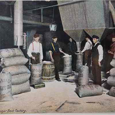 Packing Room, Sugar Beet Factory Postcard