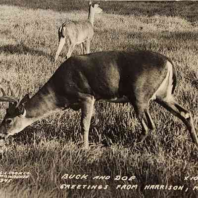 Buck and Doe, Greetings from Harrison, Mich., RPPC
