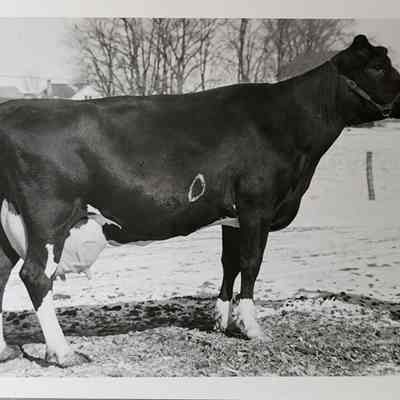 Cattle Livestock Photo by Green
