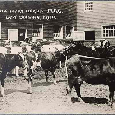 One of the Dairy Herds, M.A.C., East Lansing, Mich. RPPC