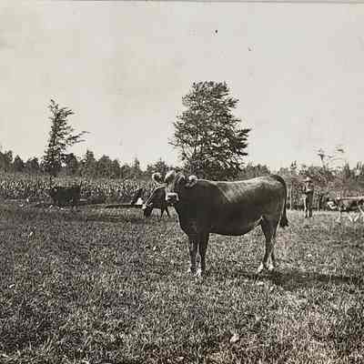 Cows at a Farm RPPC by Bovee