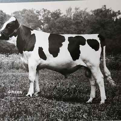 Gaydale Bicentennial Cow Photo by Green