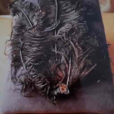 Three Black Ostrich Plumes