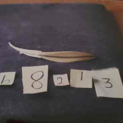 Ivory Feather with Silver Trim